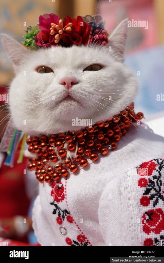 Котики - модники — В мире животных: смешные фото питомцев и зверей