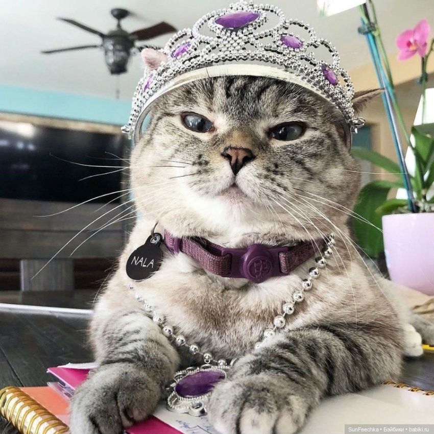 Котики - модники — В мире животных: смешные фото питомцев и зверей