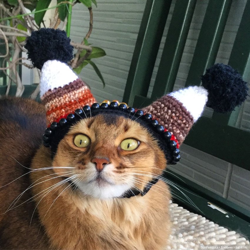Котики - модники — В мире животных: смешные фото питомцев и зверей