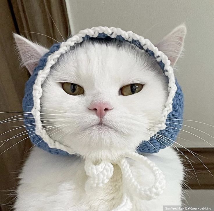 Котики - модники — В мире животных: смешные фото питомцев и зверей