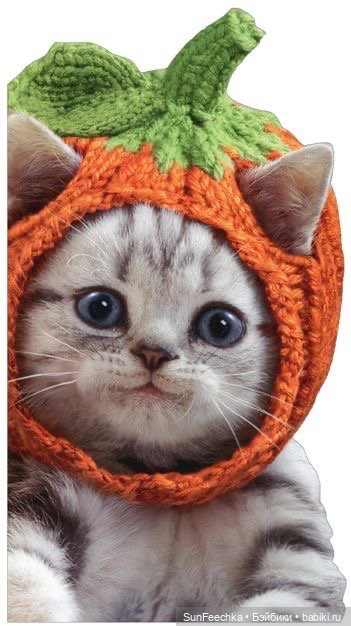 Котики - модники — В мире животных: смешные фото питомцев и зверей