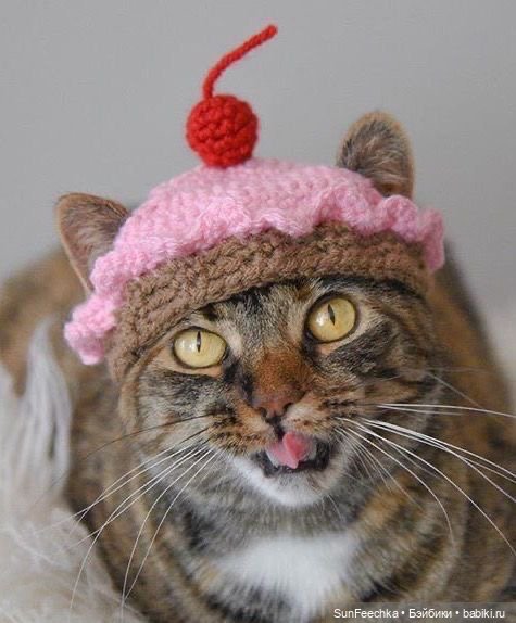 Котики - модники — В мире животных: смешные фото питомцев и зверей