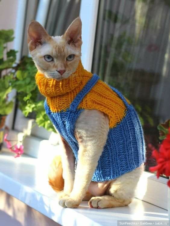 Котики - модники — В мире животных: смешные фото питомцев и зверей