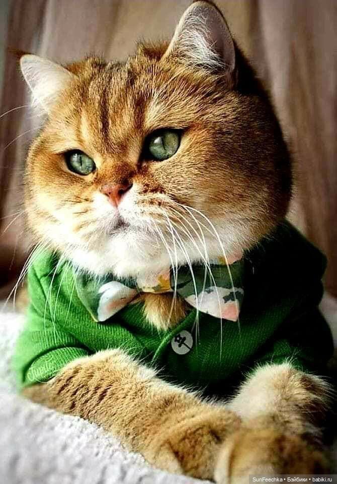 Котики - модники — В мире животных: смешные фото питомцев и зверей