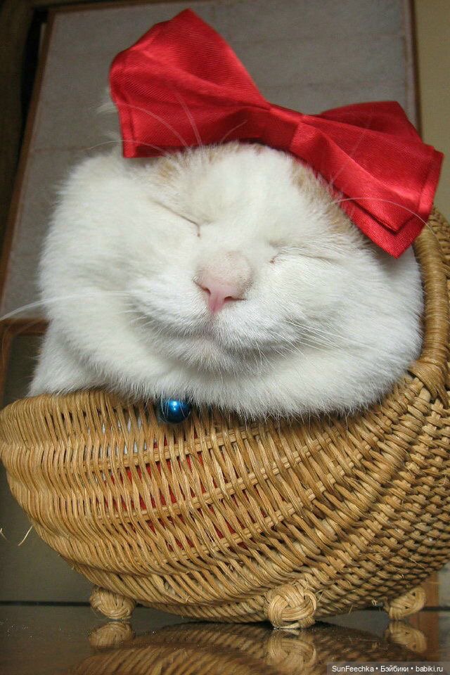 Котики - модники — В мире животных: смешные фото питомцев и зверей