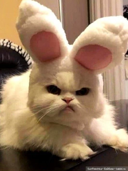 Котики - модники — В мире животных: смешные фото питомцев и зверей (фото 7)