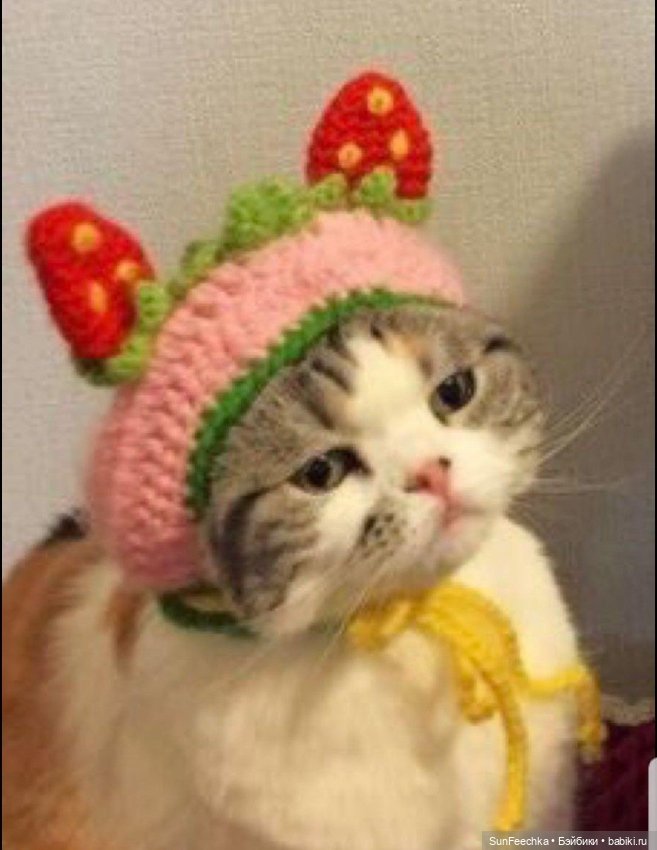 Котики - модники — В мире животных: смешные фото питомцев и зверей