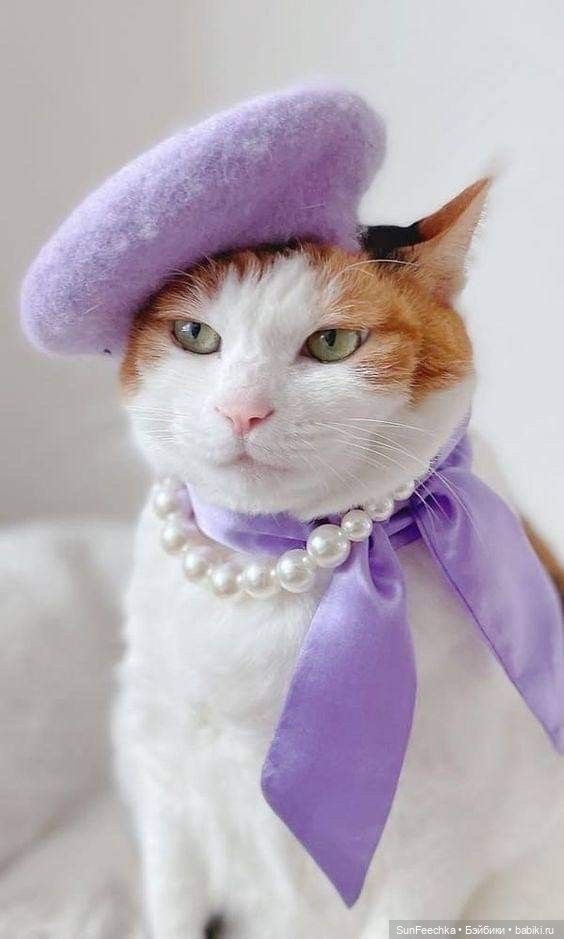 Котики - модники — В мире животных: смешные фото питомцев и зверей