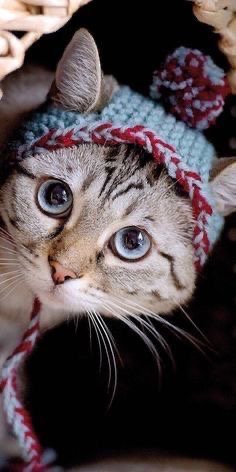 Котики - модники — В мире животных: смешные фото питомцев и зверей