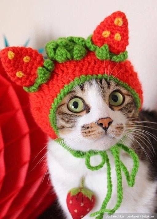 Котики - модники — В мире животных: смешные фото питомцев и зверей