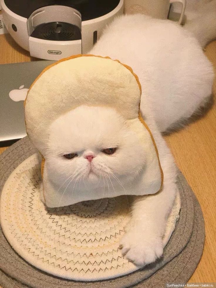 Котики - модники — В мире животных: смешные фото питомцев и зверей