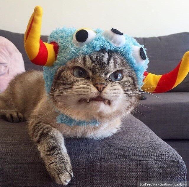 Котики - модники — В мире животных: смешные фото питомцев и зверей (фото 10)