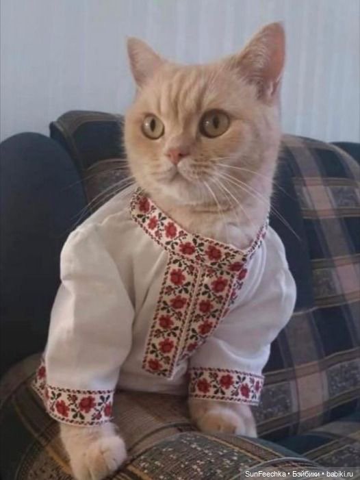 Котики - модники — В мире животных: смешные фото питомцев и зверей