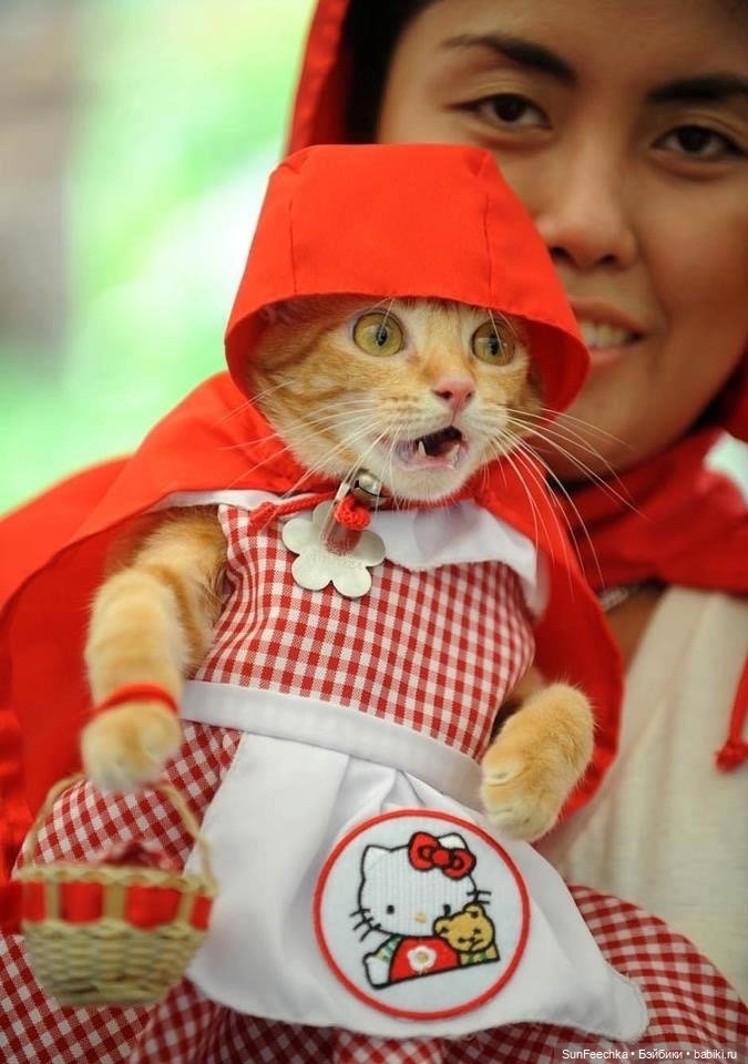 Котики - модники — В мире животных: смешные фото питомцев и зверей