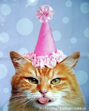 Котики - модники — В мире животных: смешные фото питомцев и зверей