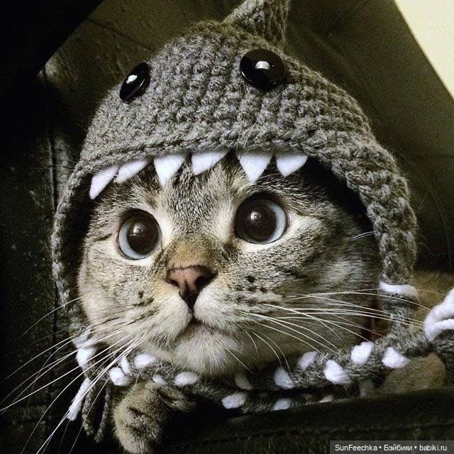 Котики - модники — В мире животных: смешные фото питомцев и зверей (фото 8)