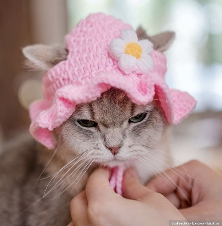 Котики - модники — В мире животных: смешные фото питомцев и зверей