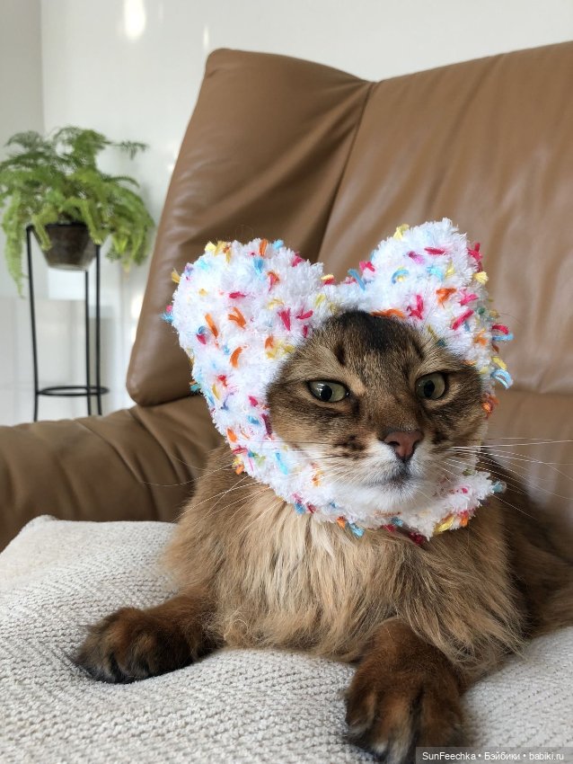 Котики - модники — В мире животных: смешные фото питомцев и зверей