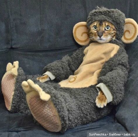 Котики - модники — В мире животных: смешные фото питомцев и зверей (фото 4)