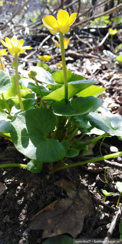 Цветочная Гномочка в весеннем лесу (фото 3)