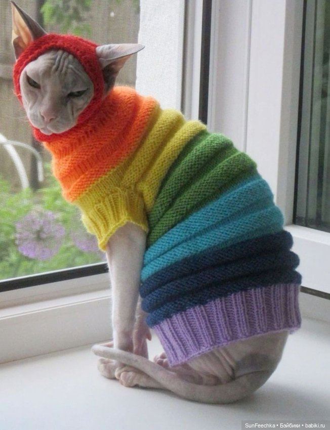 Котики - модники — В мире животных: смешные фото питомцев и зверей