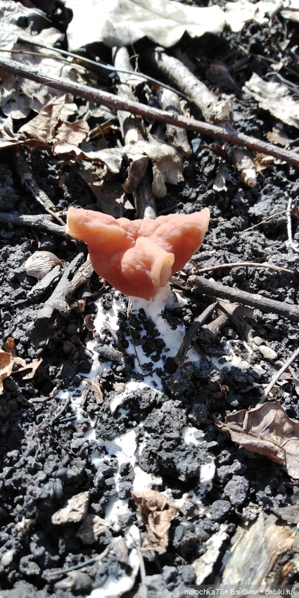 Цветочная Гномочка в весеннем лесу (фото 9)