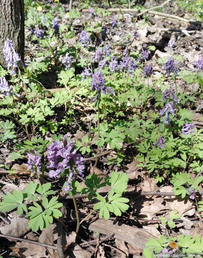 Цветочная Гномочка в весеннем лесу
