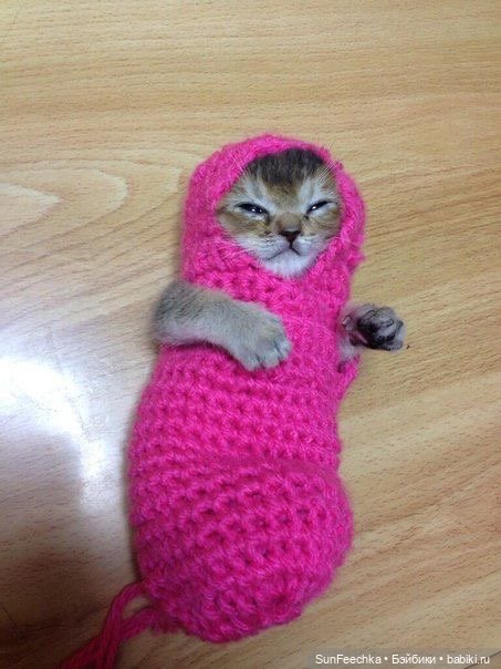 Котики - модники — В мире животных: смешные фото питомцев и зверей