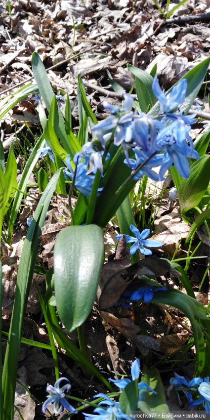 Цветочная Гномочка в весеннем лесу