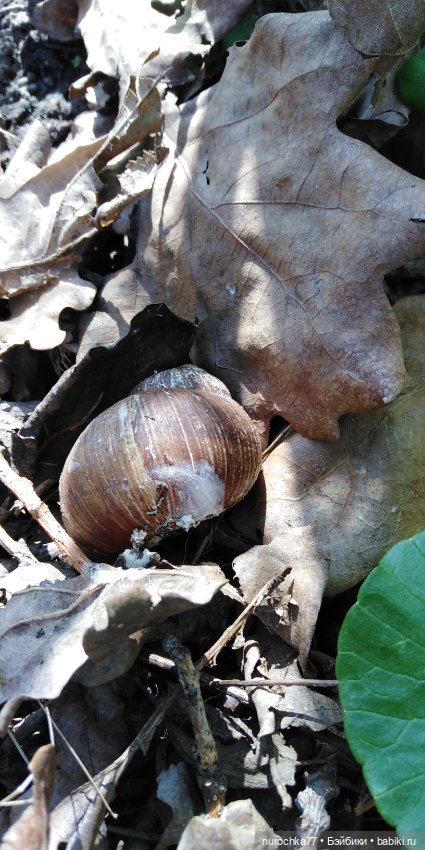Цветочная Гномочка в весеннем лесу (фото 4)