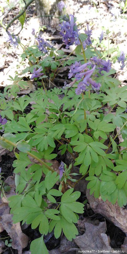 Цветочная Гномочка в весеннем лесу