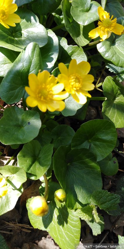 Цветочная Гномочка в весеннем лесу (фото 8)