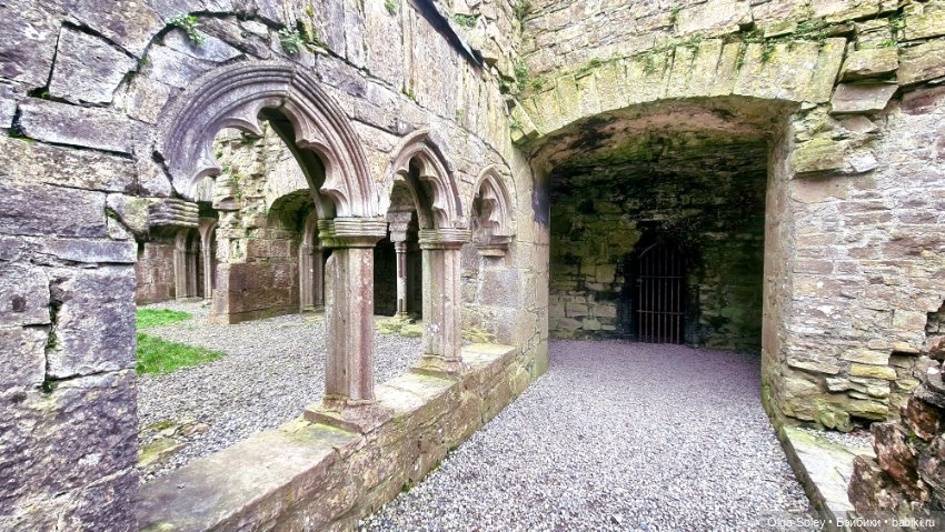 Лео-эмигрант из Поднебесной, на изумрудном острове (фото 8)