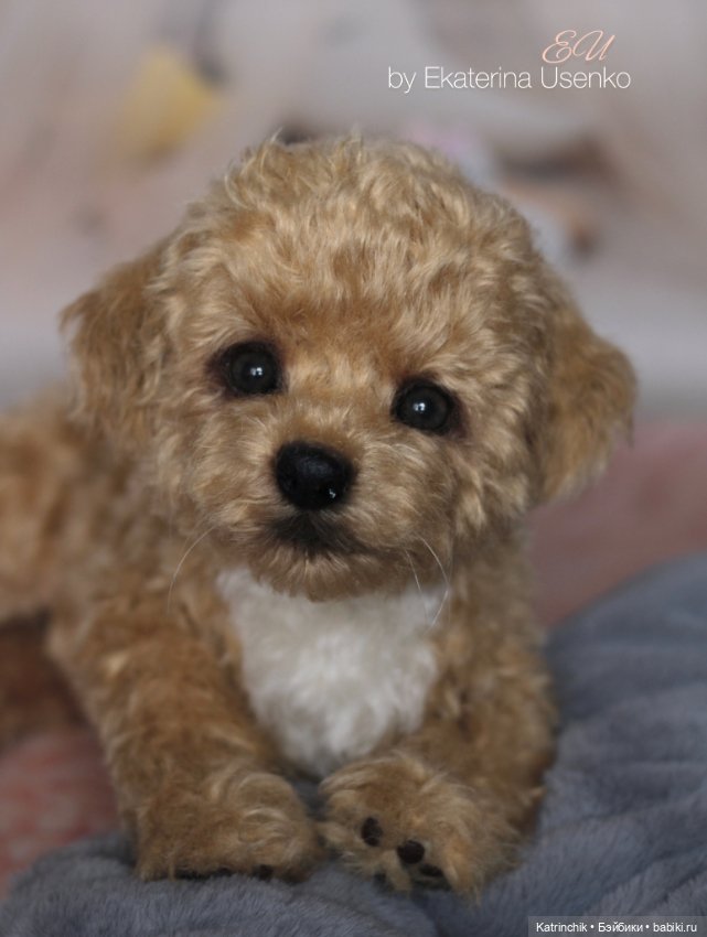 И снова мальтипу — Авторские мишки Тедди и друзья: фото