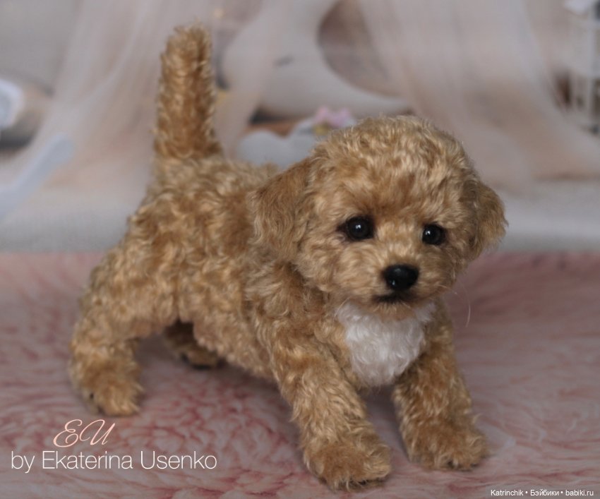 И снова мальтипу — Авторские мишки Тедди и друзья: фото (фото 8)