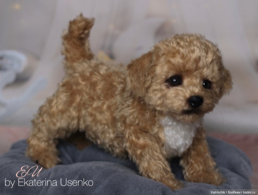 И снова мальтипу — Авторские мишки Тедди и друзья: фото (фото 7)