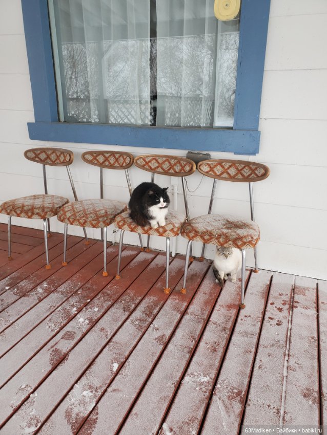 Это-снежная страница ❄ — Куклы Sasha Morgenthaler (Саша Моргенталер): Trendon (фото 2)