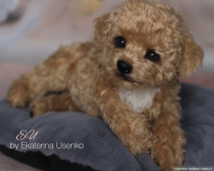 И снова мальтипу — Авторские мишки Тедди и друзья: фото