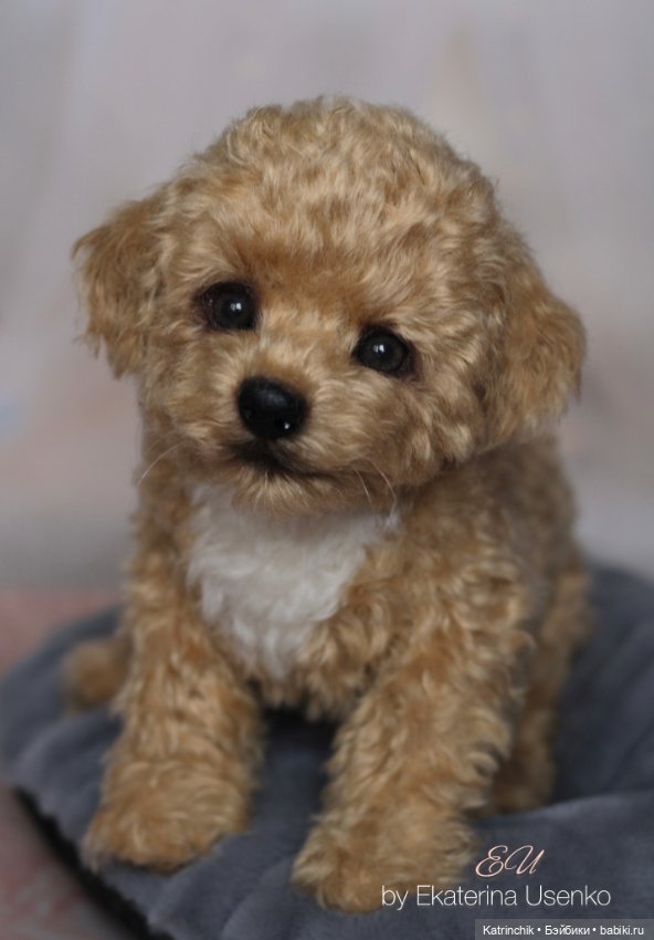 И снова мальтипу — Авторские мишки Тедди и друзья: фото (фото 4)