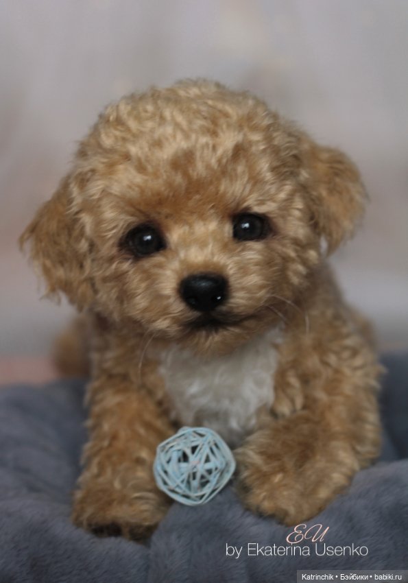 И снова мальтипу — Авторские мишки Тедди и друзья: фото (фото 2)