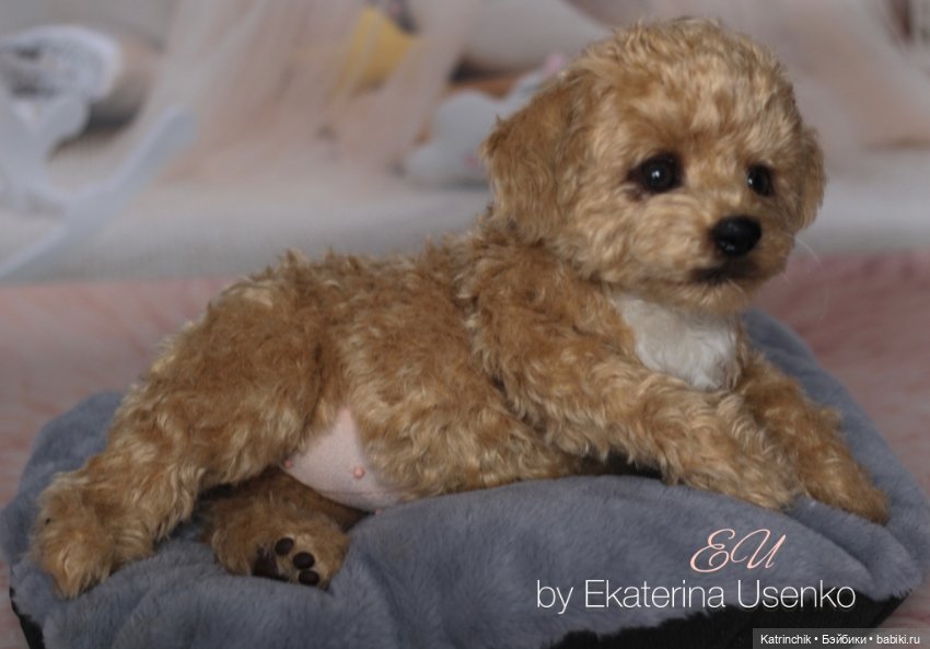 И снова мальтипу — Авторские мишки Тедди и друзья: фото