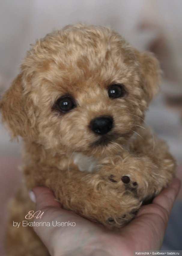 И снова мальтипу — Авторские мишки Тедди и друзья: фото