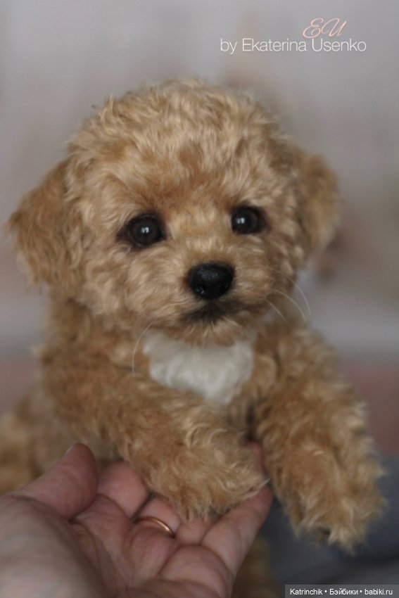 И снова мальтипу — Авторские мишки Тедди и друзья: фото