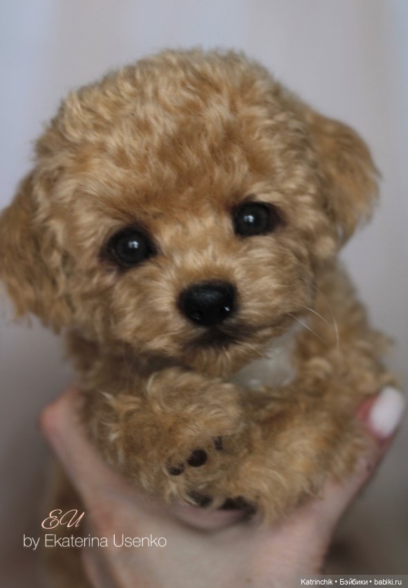 И снова мальтипу — Авторские мишки Тедди и друзья: фото