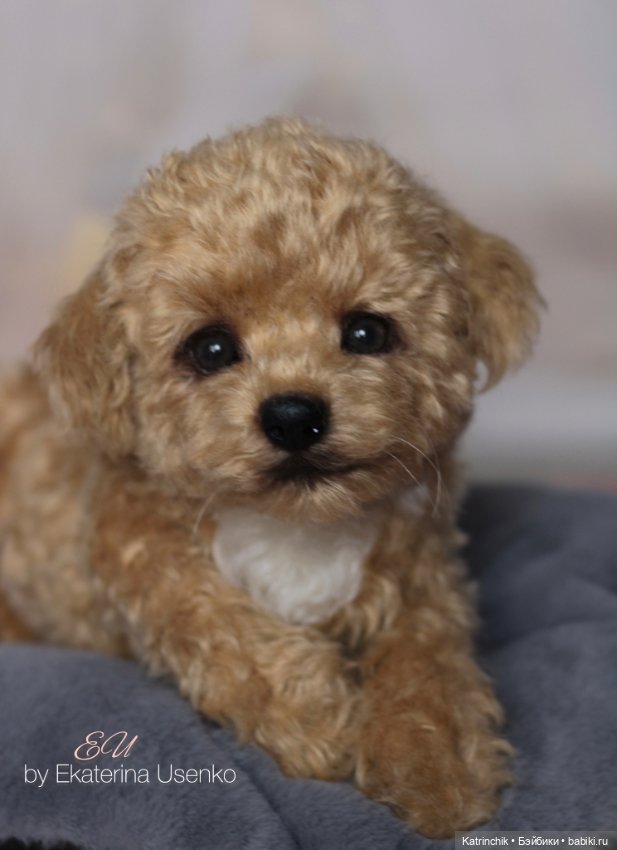 И снова мальтипу — Авторские мишки Тедди и друзья: фото (фото 9)