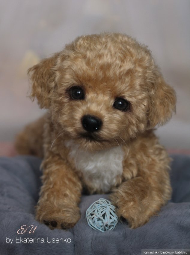 И снова мальтипу — Авторские мишки Тедди и друзья: фото (фото 3)