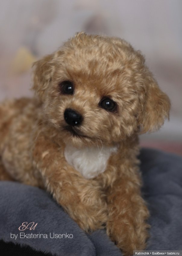 И снова мальтипу — Авторские мишки Тедди и друзья: фото