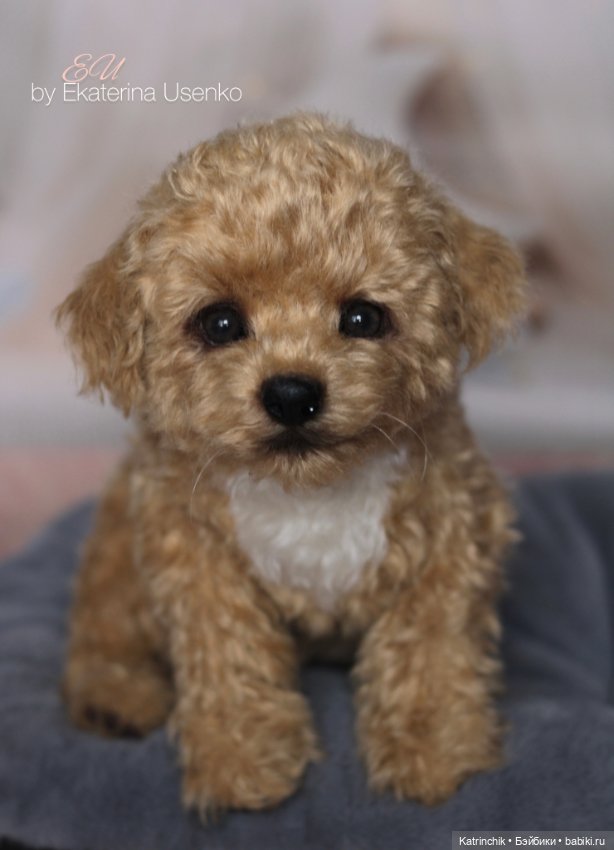 И снова мальтипу — Авторские мишки Тедди и друзья: фото (фото 5)