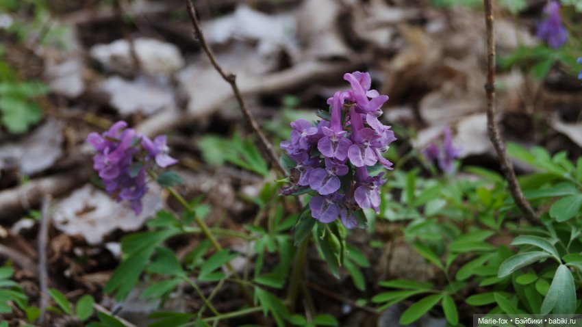 Глинда, волшебница весны — Фэшн