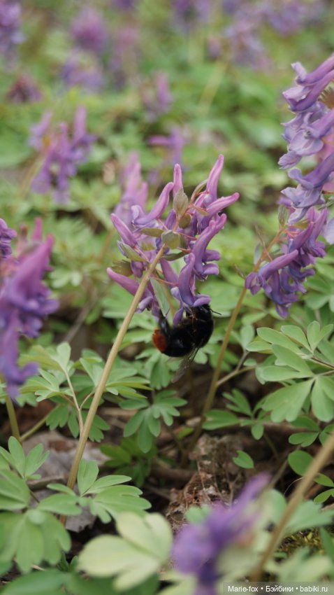 Глинда, волшебница весны — Фэшн